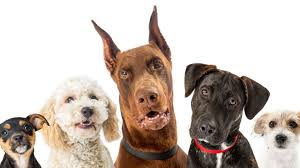 Resultado de imagen para perros