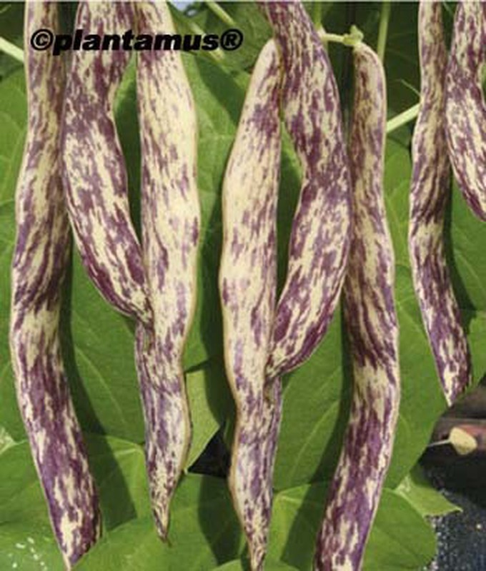 LARGAS Y SIMPATICAS: LAS CHAUCHAS – Las Tertulias de Juana Manuela