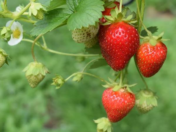 LAS FRUTILLAS